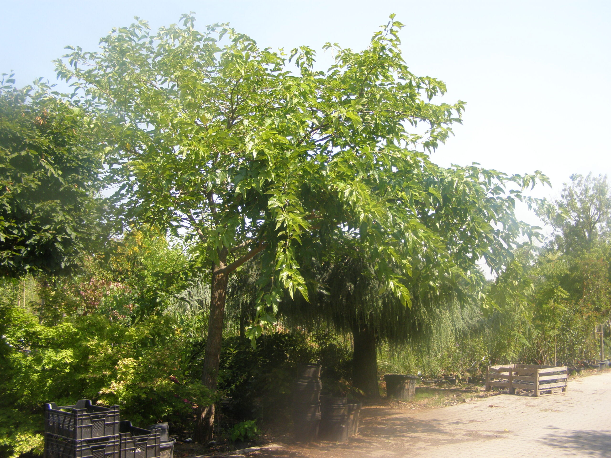 Morus fruitless ein klimaresidenter Baum mit schirmförmiger Krone