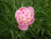 Pfingstrosen, Paeonien, Essigrosen gehören zu meinen Lieblingen im Staudenbereich