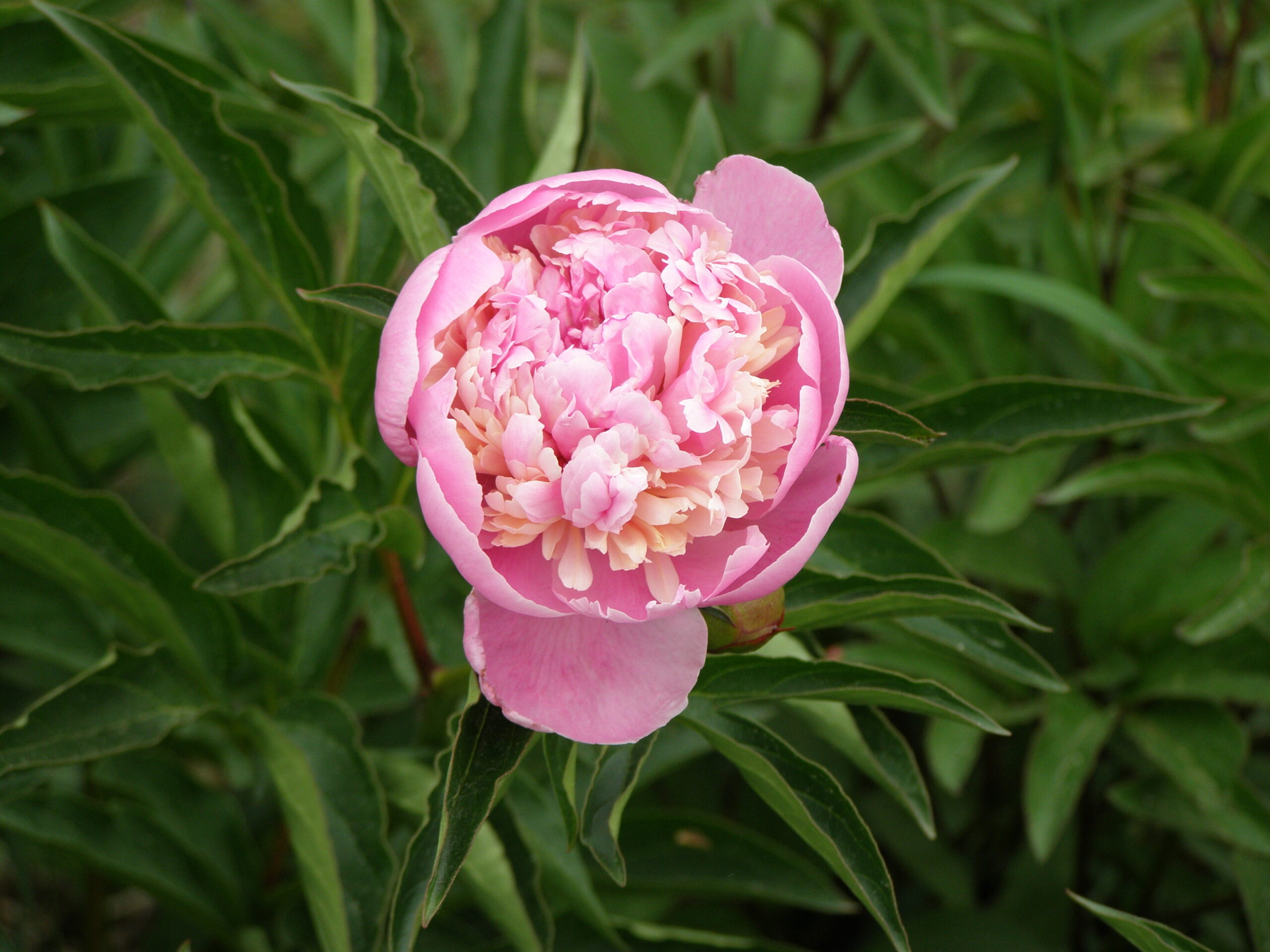 Sie betrachten gerade Pfingstrosen, Paeonien, Essigrosen gehören zu meinen Lieblingen im Staudenbereich