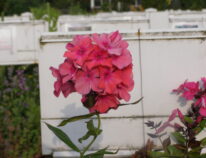 Probleme mit hohen Phlox im Rhein- Main- Gebiet