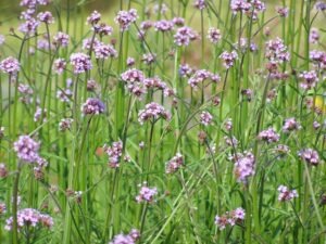 Mehr über den Artikel erfahren Für was ? Staudenmischungen