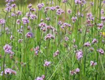 Für was ? Staudenmischungen