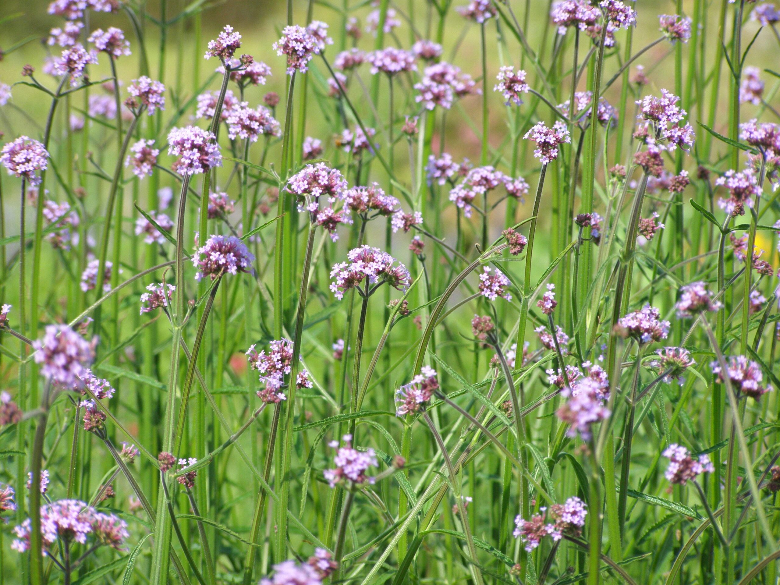 Sie betrachten gerade Für was ? Staudenmischungen