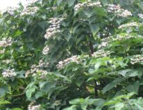 Der Losbaum- Clerodendrum trichotomum fargesii