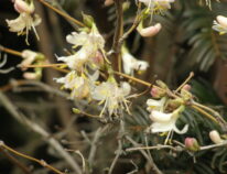 Die frühblühende Heckenkirsche- Lonicera purpursii