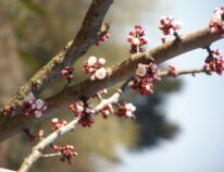 Unsere Erfahrungen mit der Kultur von Aprikosen