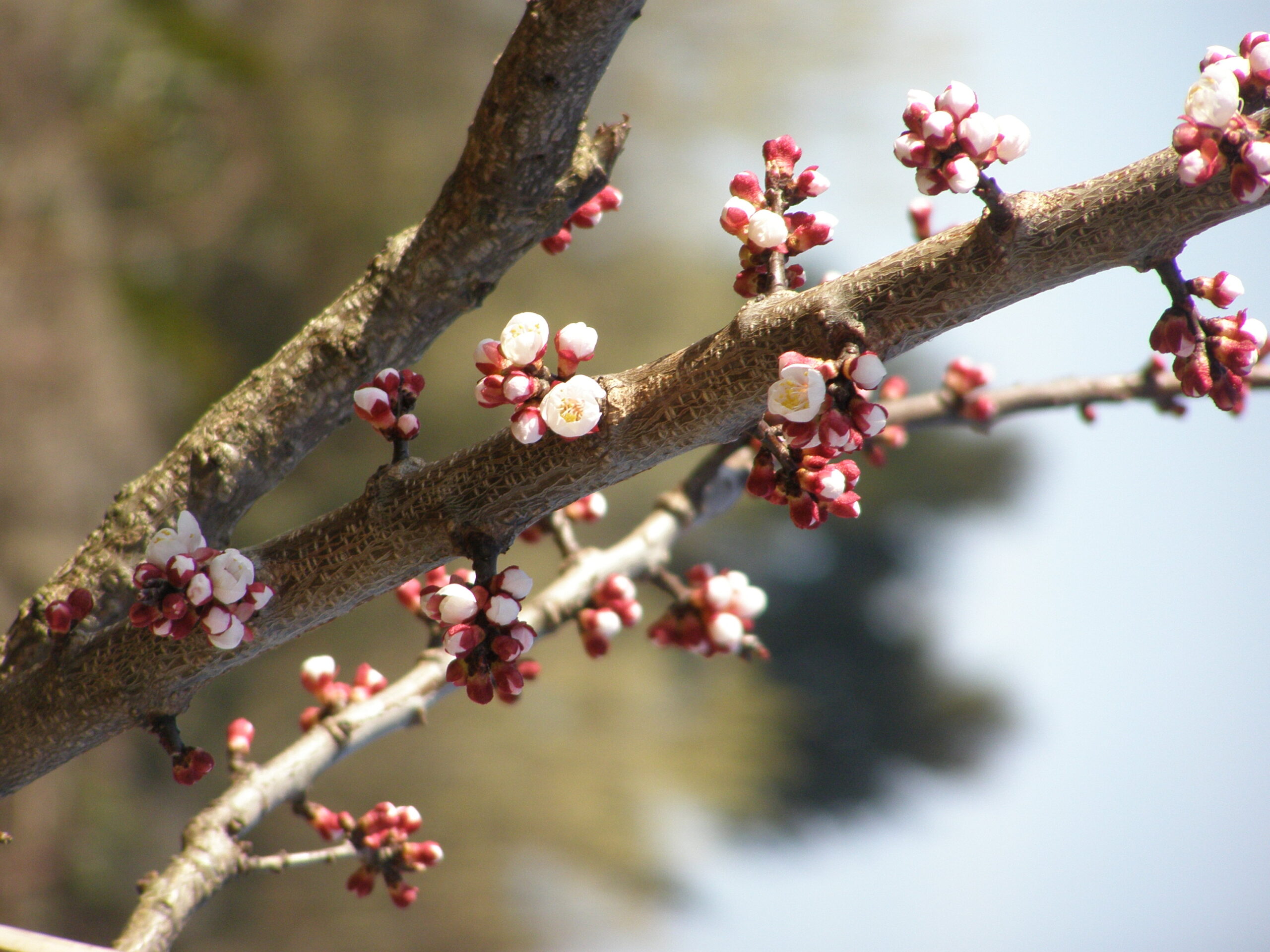 Sie betrachten gerade Unsere Erfahrungen mit der Kultur von Aprikosen