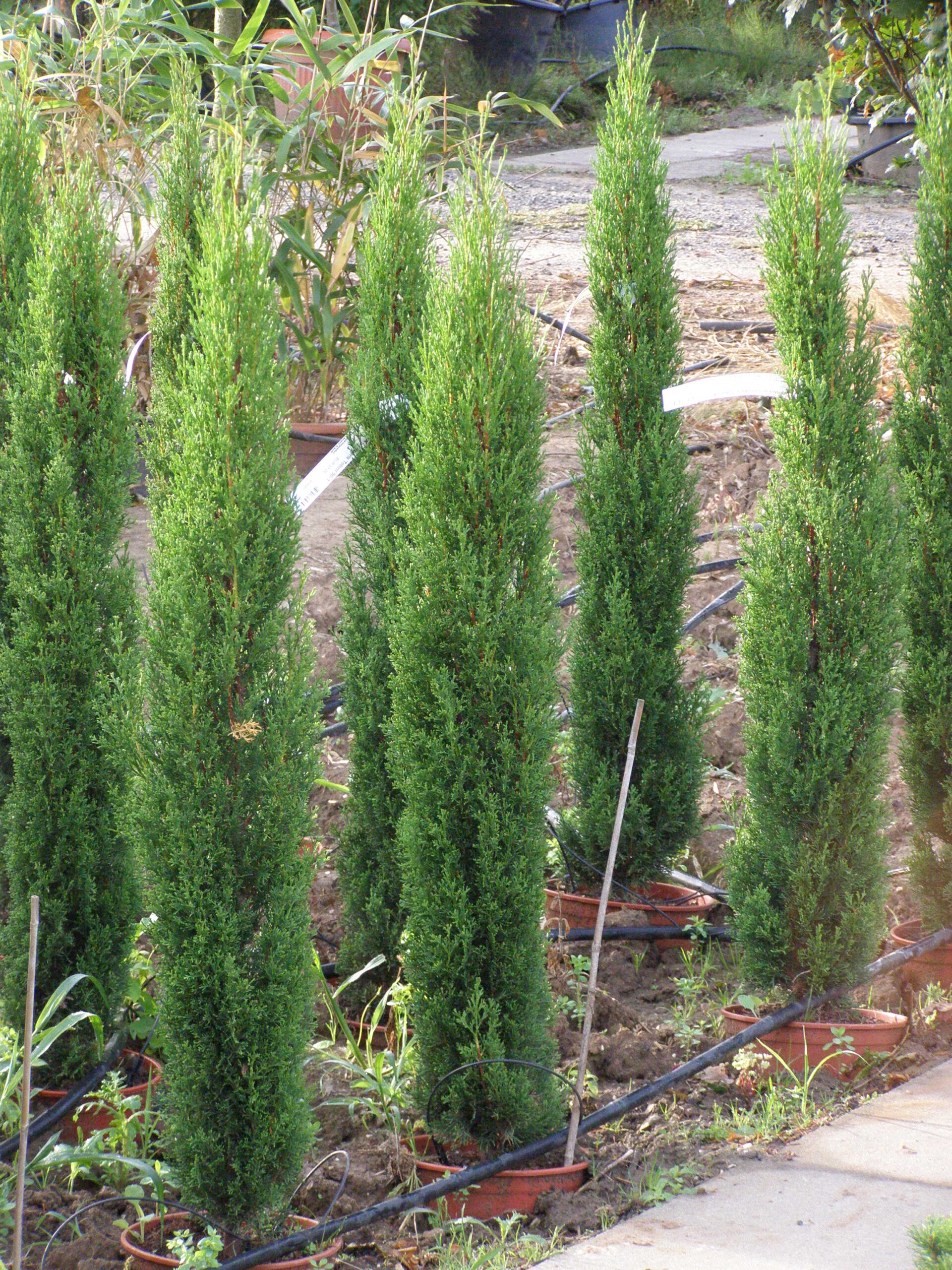 Sie betrachten gerade Zypressen, Italienisches Zypressen, Cupressus sempervirens