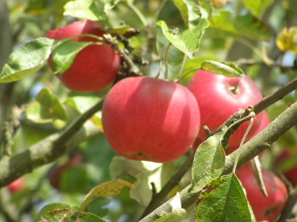 Apfel