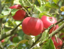 Herbst- Winterzeit ist beste Pflanzzeit