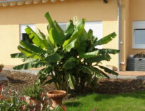 Winterharte Banane, gibt es das bei uns? Wir haben es ausprobiert