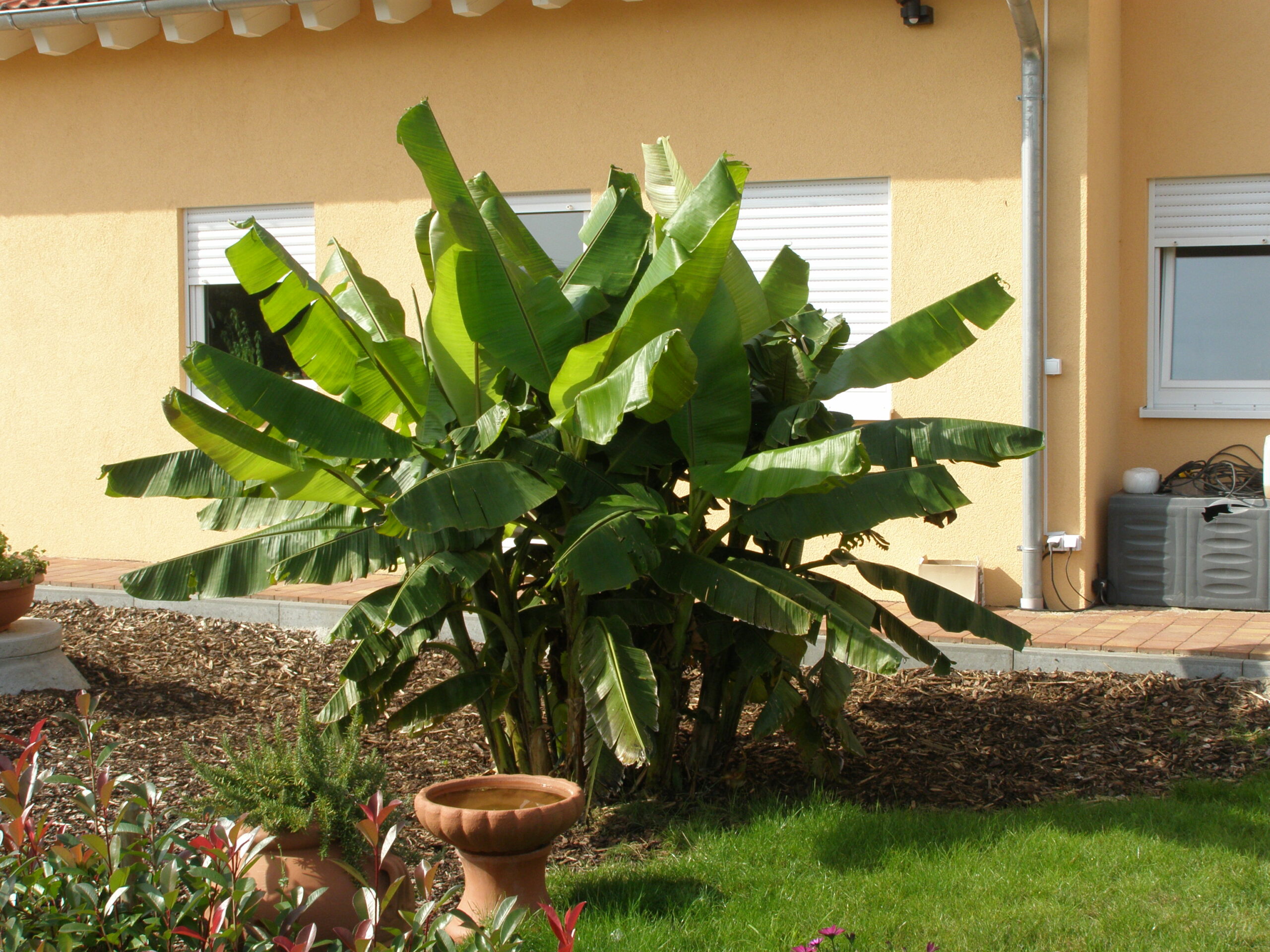 Sie betrachten gerade Winterharte Banane, gibt es das bei uns? Wir haben es ausprobiert