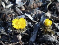 Adonis amurensis, Das Amur – Adonisrösschen