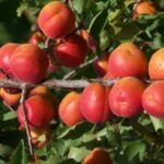 Wie ein Obstbaum bei uns in Wiesbaden-Erbenheim entsteht