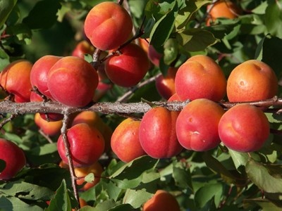 Sie betrachten gerade Seit 7 Jahren empfehlen wir für Aprikosen und Mirabellen eine neue schwachsende Unterlage