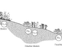 Lebensbereiche der Stauden und Gehölze, ein Hilfsmittel zum erfolgreichen  stressfreien ansiedeln der Pflanzen im Garten