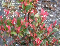 Photinia Red Robin, Glanzmispel , ihr überreiches Farbenspiele begeistert-Hinweise zur Pflege