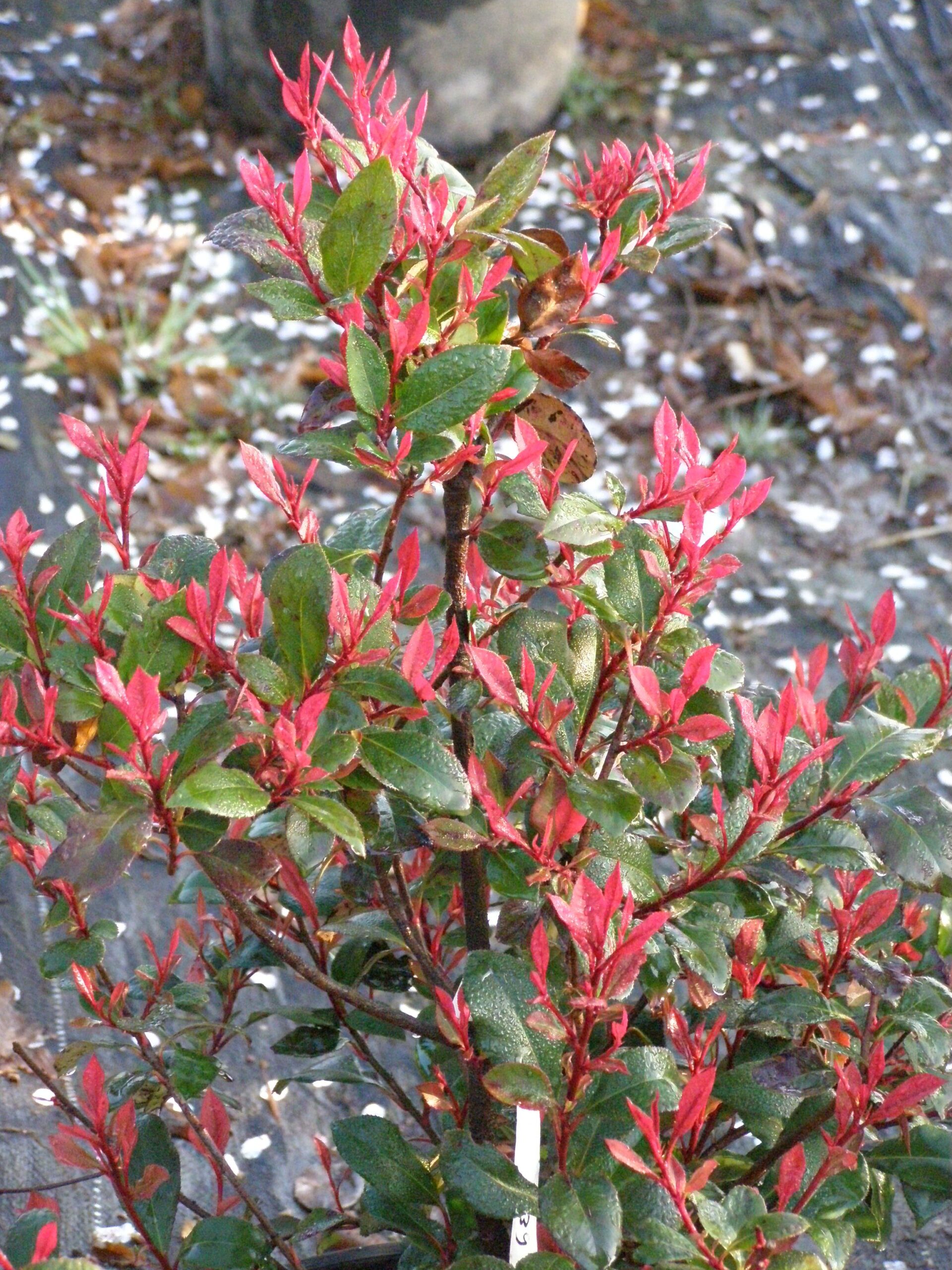 Sie betrachten gerade Photinia Red Robin, Glanzmispel , ihr überreiches Farbenspiele begeistert-Hinweise zur Pflege