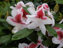 Rhdodendron und Moorbeet pflanzen, Praktische Anleitung hier für das Rhein Main Gebiet