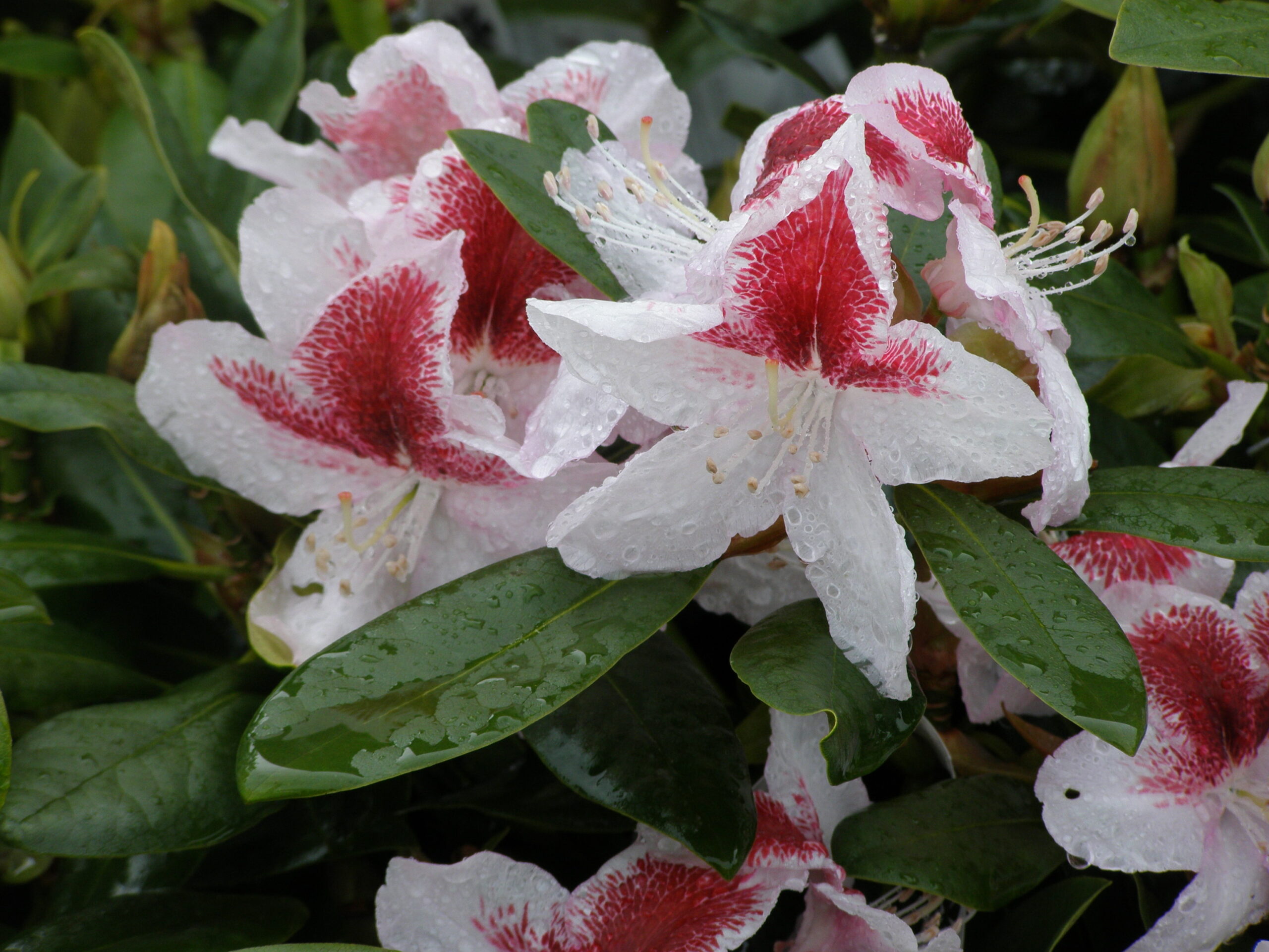 Sie betrachten gerade Rhdodendron und Moorbeet pflanzen, Praktische Anleitung hier für das Rhein Main Gebiet