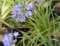 Agapanthus – Schmucklilie- Nur die Sorte Isis ist bei uns über Jahre winterhart