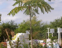 Aralia elata , der Teufelskrückstock