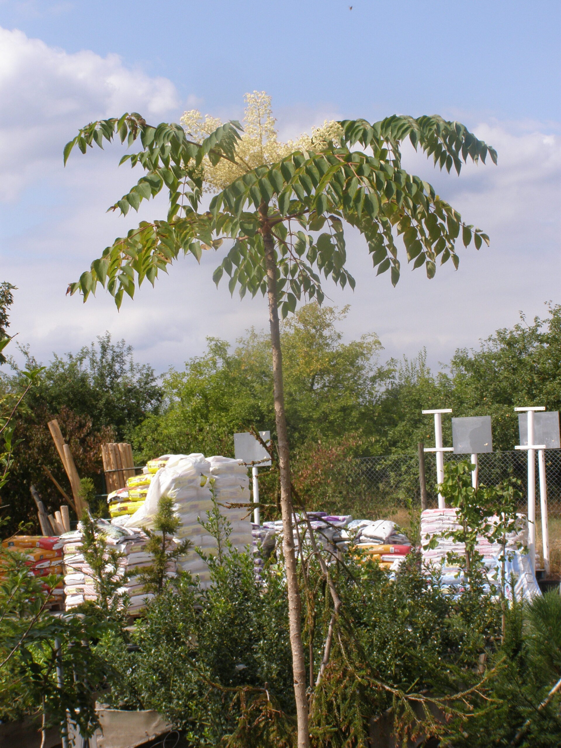 Sie betrachten gerade Aralia elata , der Teufelskrückstock