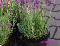 Stauden in großen Töpfen unsere Meinung und Überzeugung