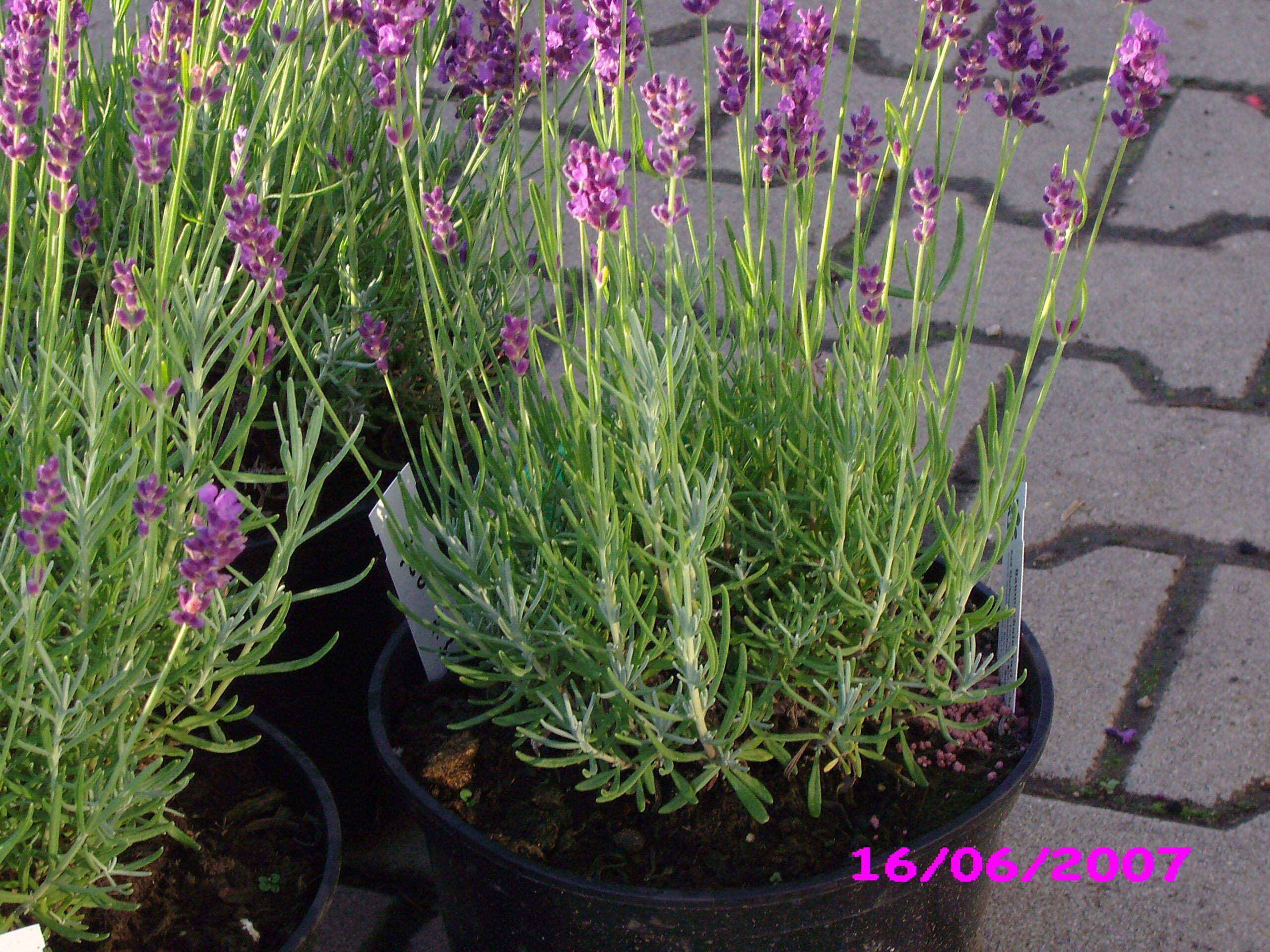 Sie betrachten gerade Stauden in großen Töpfen unsere Meinung und Überzeugung