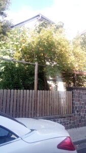 Mehr über den Artikel erfahren Es gibt auch noch Pflanzenliebhaber- Poncirus trifoliata in einem Garten in Bierstadt