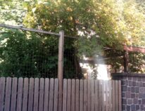 Es gibt auch noch Pflanzenliebhaber- Poncirus trifoliata in einem Garten in Bierstadt