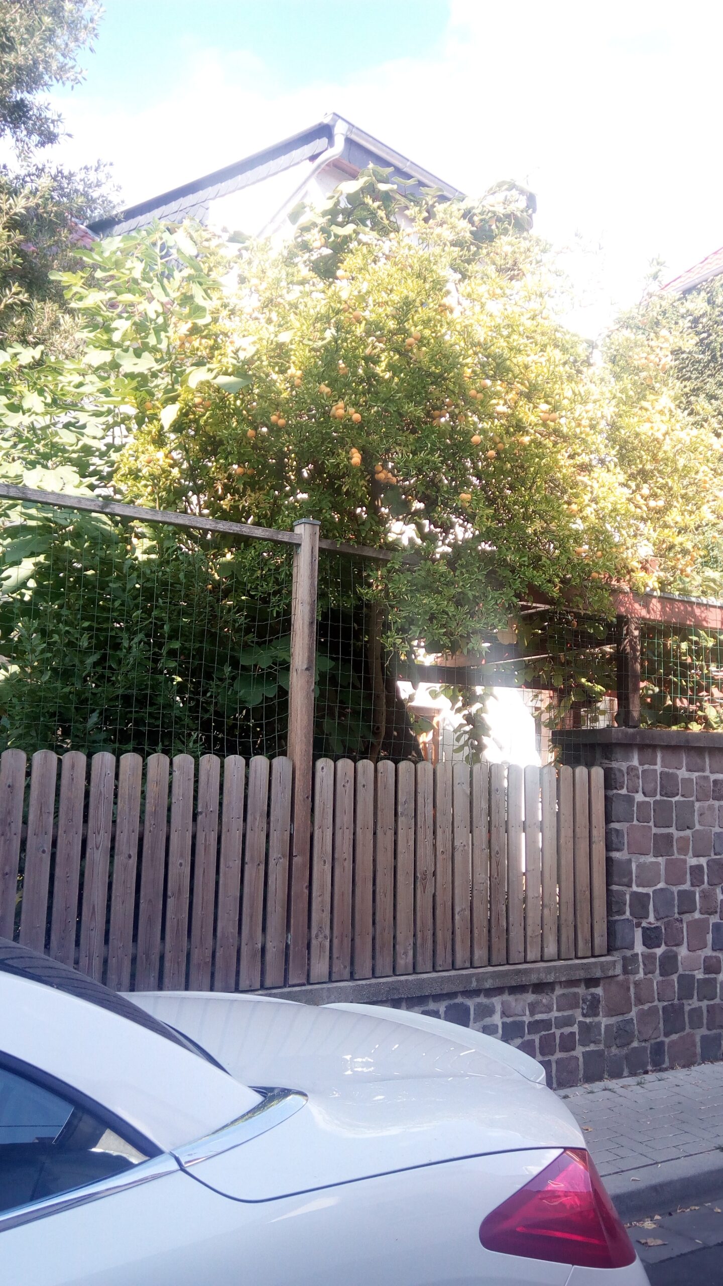 Sie betrachten gerade Es gibt auch noch Pflanzenliebhaber- Poncirus trifoliata in einem Garten in Bierstadt