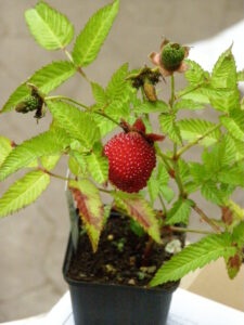 Mehr über den Artikel erfahren Übersicht über unsere Himbeer- und Brombeersorten die wir   gerade anbieten