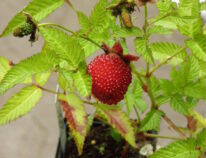 Übersicht über unsere Himbeer- und Brombeersorten die wir   gerade anbieten