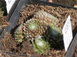 Mehr über den Artikel erfahren Dachwurz, Hauswurz, Sempervivum, Jovibarabrta