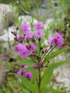 Mehr über den Artikel erfahren Die Stauden entfallten ihre Blütenpracht