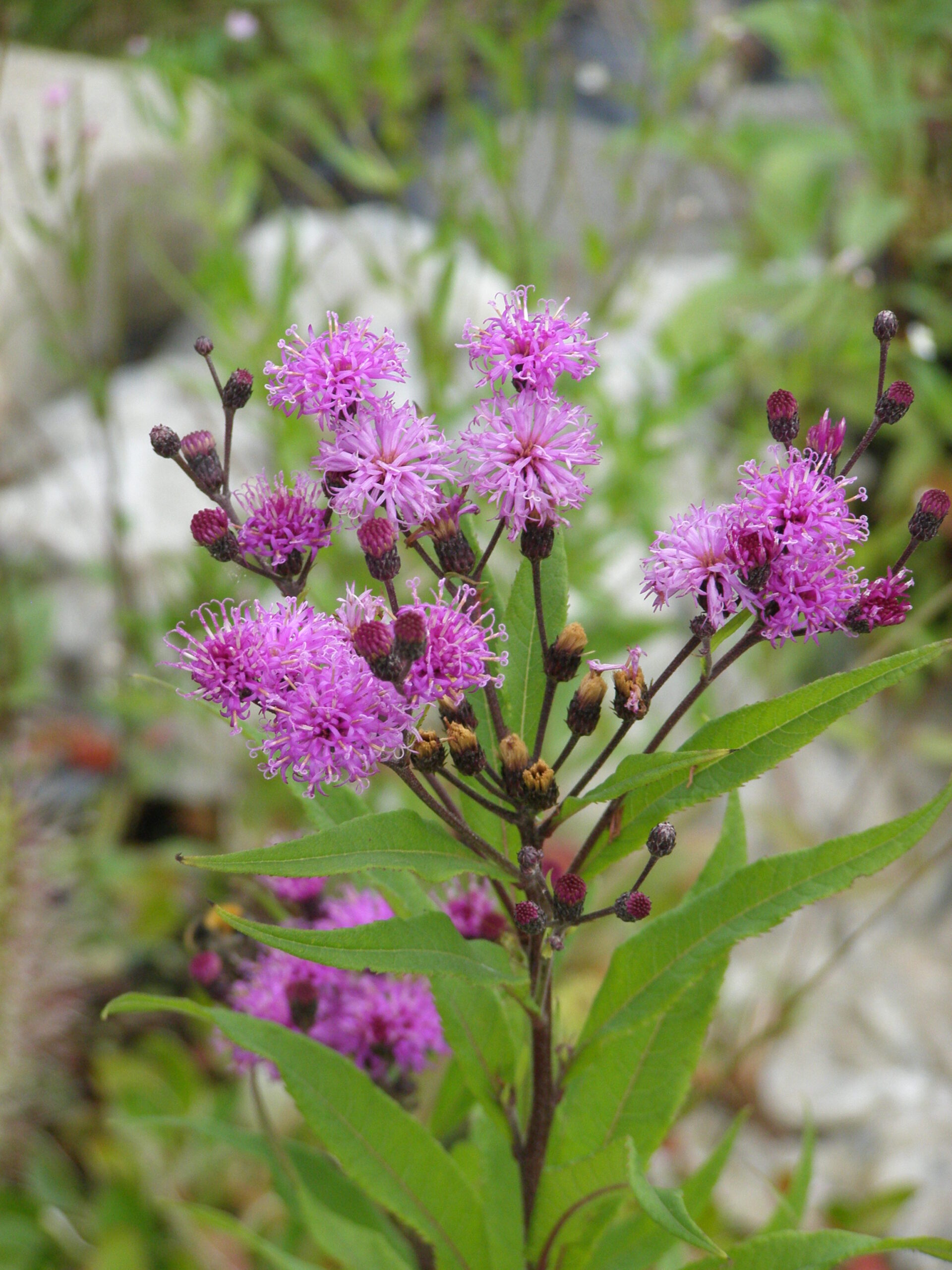 Sie betrachten gerade Die Stauden entfallten ihre Blütenpracht
