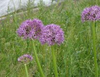 Blumenzwiebeln- Ganz schön viel Müll beim auspacken