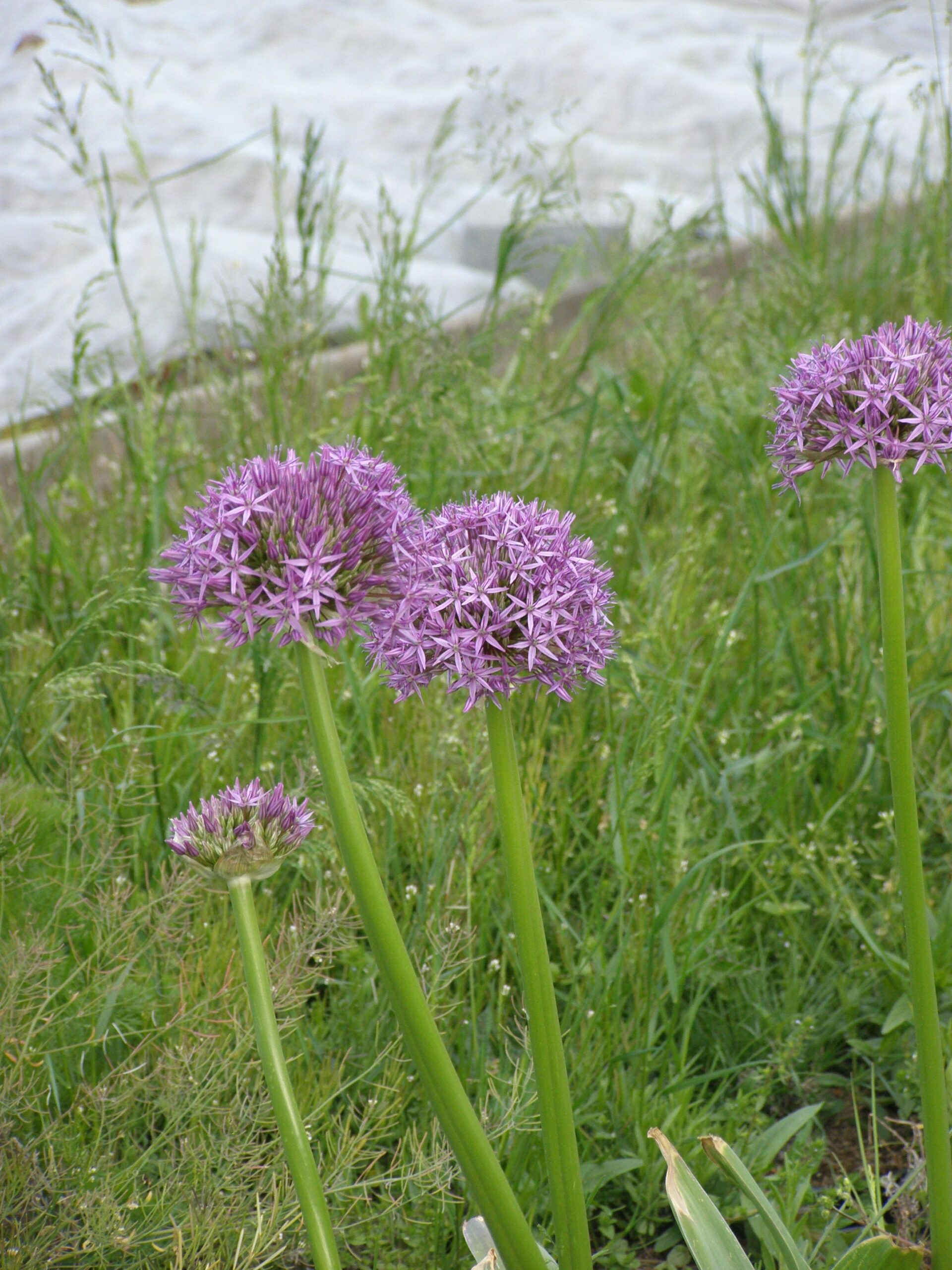 Sie betrachten gerade Blumenzwiebeln- Ganz schön viel Müll beim auspacken
