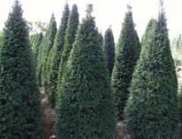 Thujas und Verwandte –Krank ? so wie es aussieht im Rhein- Main Gebiete nicht mehr zu halten