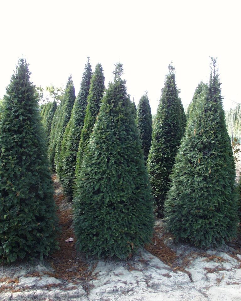 Thujas und Verwandte –Krank ? so wie es aussieht im Rhein- Main Gebiete nicht mehr zu halten