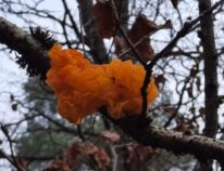 Unser Geheimnis – warum unsere Pflanzen viele Jahre bei ihnen wachsen und auch schlechte Zeiten überstehen