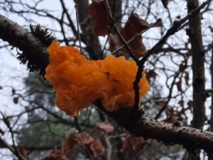 Mehr über den Artikel erfahren Unser Geheimnis – warum unsere Pflanzen viele Jahre bei ihnen wachsen und auch schlechte Zeiten überstehen