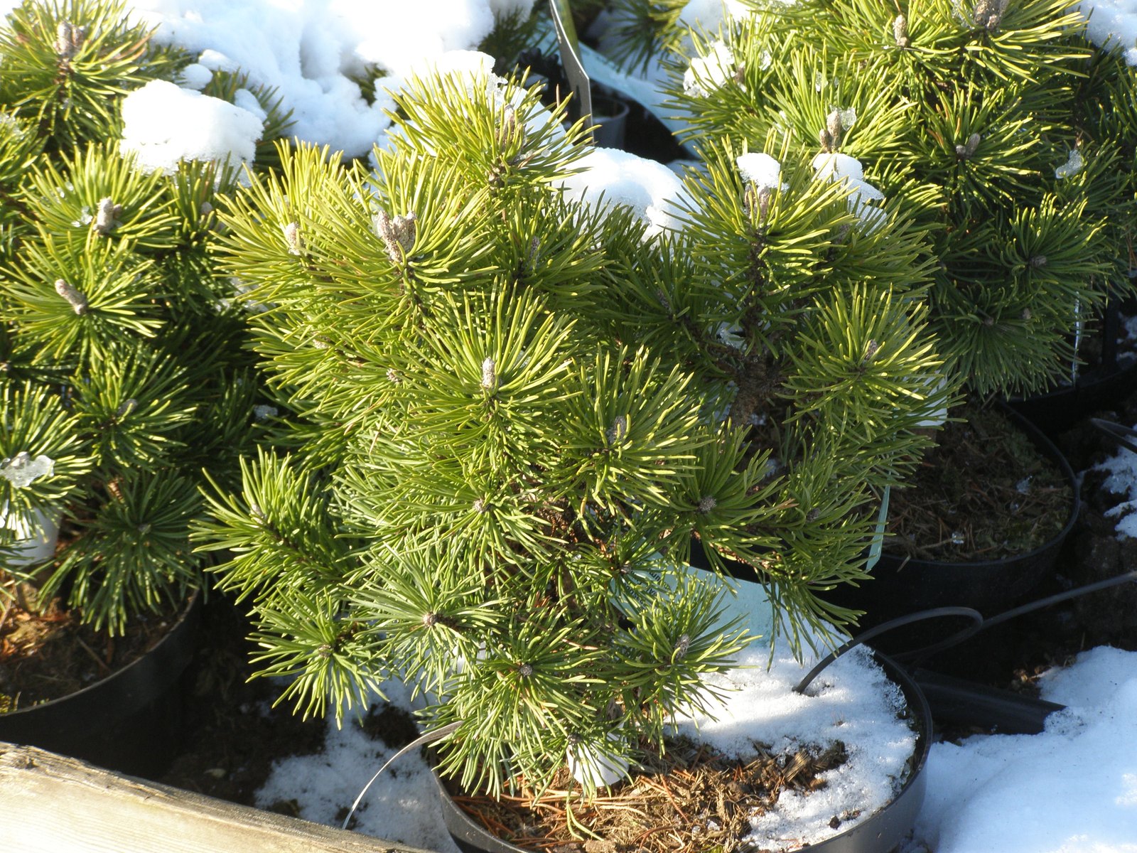 Pinus mugo Mops in Topfkultur mit Schnee auf den Nadeln