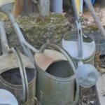 Richtig bewässern: Wie viel Wasser Rasen, Stauden und Bäume wirklich brauchen